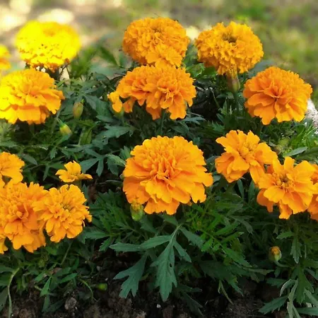 L'oasi Di Pasqua Bed & Breakfast *
